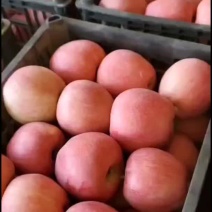 红星，膜袋红星，纸加膜富士
