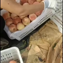 千亩桃园基地秋彤大量上市中有需要联系我哦