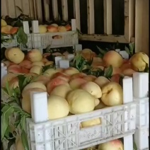 千亩桃园基地，中秋王桃大量上市中有需要联系我哦
