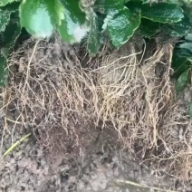 红颜草莓苗大量出售。需要草莓苗的可以联系我。