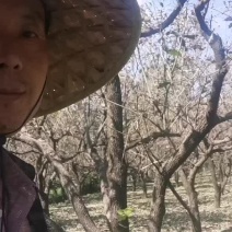 山东基地精品柿树，味道可口，带土存活率高，可视频看货