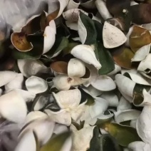 新会三花精品青皮陈皮质量保证