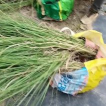 基地直供花境植物细叶芒观赏草细叶埋盆栽量大从优批发供应
