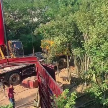 出售各种风玲木5-6-8-10～15公分都有货