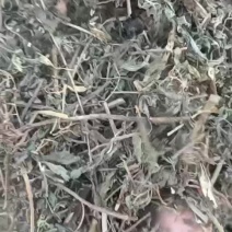 墨旱莲