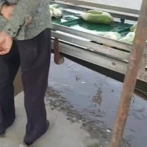 甘肃省白银市靖远县精品罗卜大青头