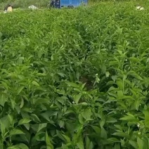 我有辣椒要卖