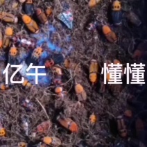 竹虫种虫