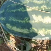皮二西瓜