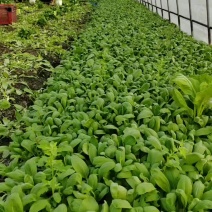 华王菜苔