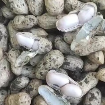 精品鲜花生大白沙，要货的联系