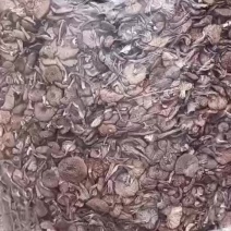 头批烘干榛蘑，货板正，沫子少，价格合适这时候榛蘑吃着不柴