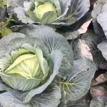 包菜，富士春，耐裂春神，越冬王，寒将军紧包菜，甘蓝。