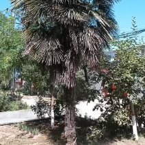 卖棕树