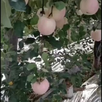 陕西苹果
