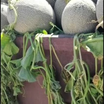 额济纳旗精品哈密瓜