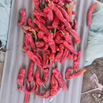 红辣椒，酱料厂用的