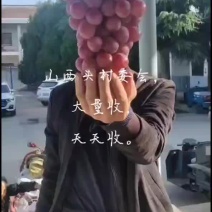 礼泉产地一手货源，诚信合作共赢，欢迎客商前来采购。高山地