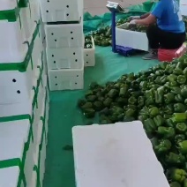 山西晋北绿色蔬菜批发基地:圆椒、牛羊尖椒、线椒、皱皮椒等