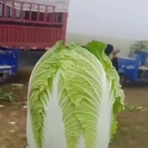 黄心大白菜