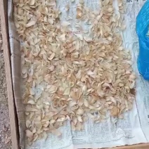 原产地，长期实力供货《龙芽甜百合干片子》大太阳下晒干！