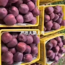 甘肃天水花牛苹果大量上市。。。。。。。。