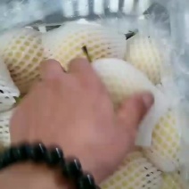 皇冠梨框装好货绿把子质量可靠适合电商团购