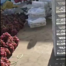 礼泉产地一手货源。实力诚信代办，合作共赢。欢迎客商前来采
