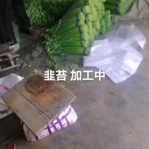 寿光韭苔，产地直销，超市，酒店，烧烤店质优价廉，欢迎咨询