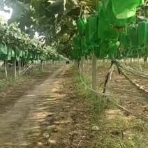 克伦生葡萄，澳洲无核，阳光玫瑰葡，浪漫红颜，妮娜皇后葡萄