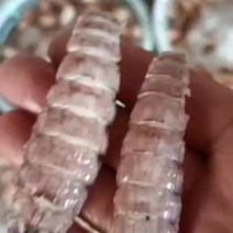 皮皮虾肉开始加工