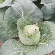 牛心菜