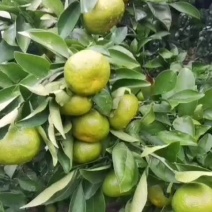 特早蜜橘大量出货个头大味道好，九分甜一分酸可一件代发