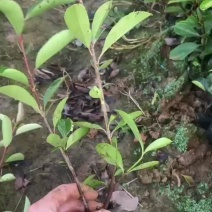 红叶石楠小杯