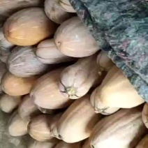 自己家种的金韩密本南瓜，面甜无农药