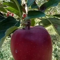 正宗花牛大苹果