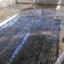 牛蛙小四脚