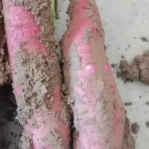“推荐”宝鸡虢王板栗红薯产地现挖现装农家地头挑装货