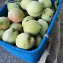 桃树苗，青香桃，{香桃)，脱骨桃，平均300克。