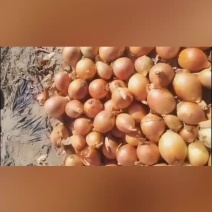出口黄葱，大量有货，价格略高