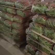 出口越南货，胡萝卜🥕大量有货价格上涨