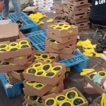 贝贝南瓜八折优惠粉糯香甜板栗味小南瓜支持电商一件代发
