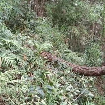 异形珍贵苗木