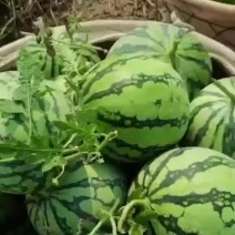***********麒麟西瓜，8424美都