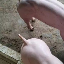 育种级英系大约克公猪母猪
