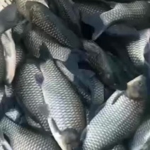 渔场批发鲫鱼鲫鱼鲫鱼鲫鱼鲫鱼皮毛好