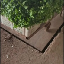香菜波菜西芹娃娃菜韭菜茼蒿菜