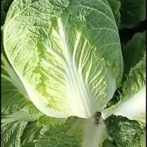 肇州县黄心白菜，市场菜，萢菜厂，酸菜厂大量货源