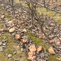 梨树，山东聊城冠县四季水果苗木基地，占地桃树果树，绿化树