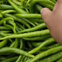 辣椒二荆条
